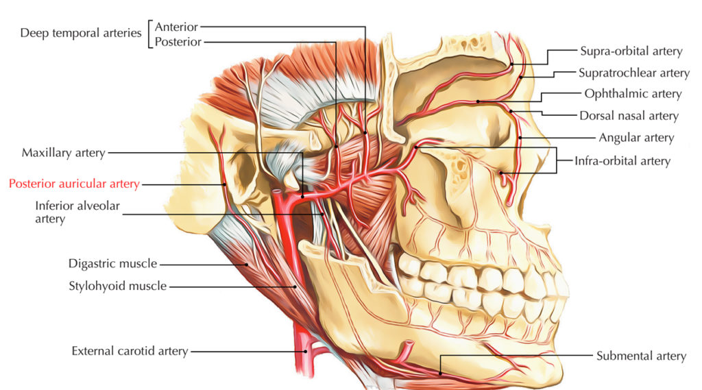 Posterior Auricular Artery Earth's Lab
