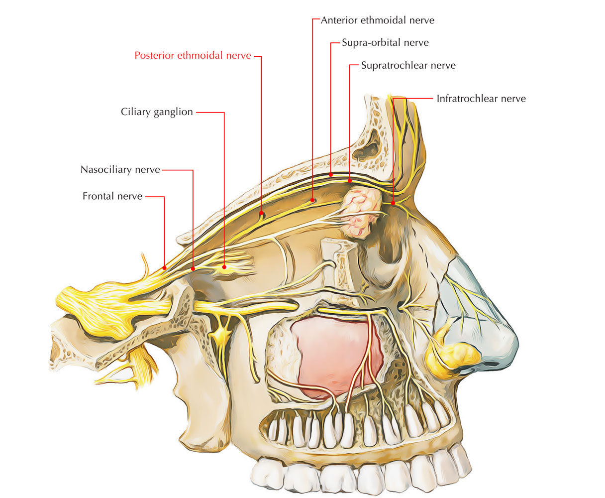 Posterior Ethmoidal Nerve