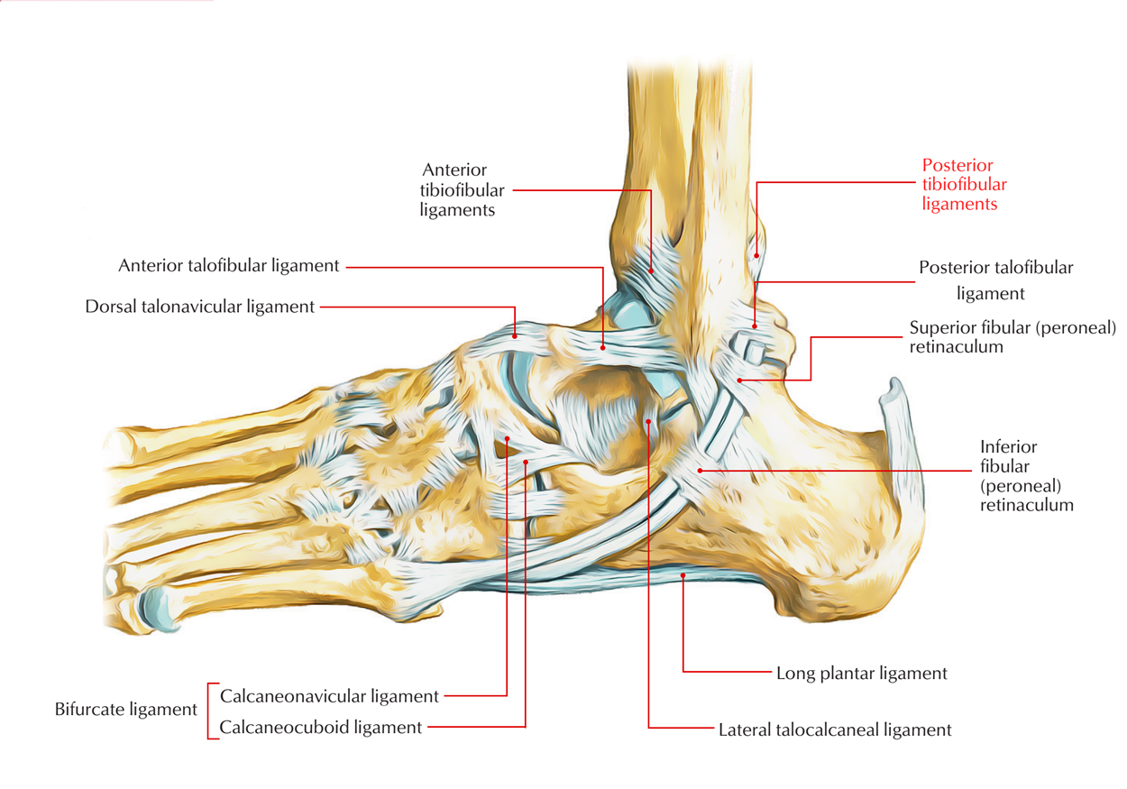 Posterior Tibiofibular Ligament