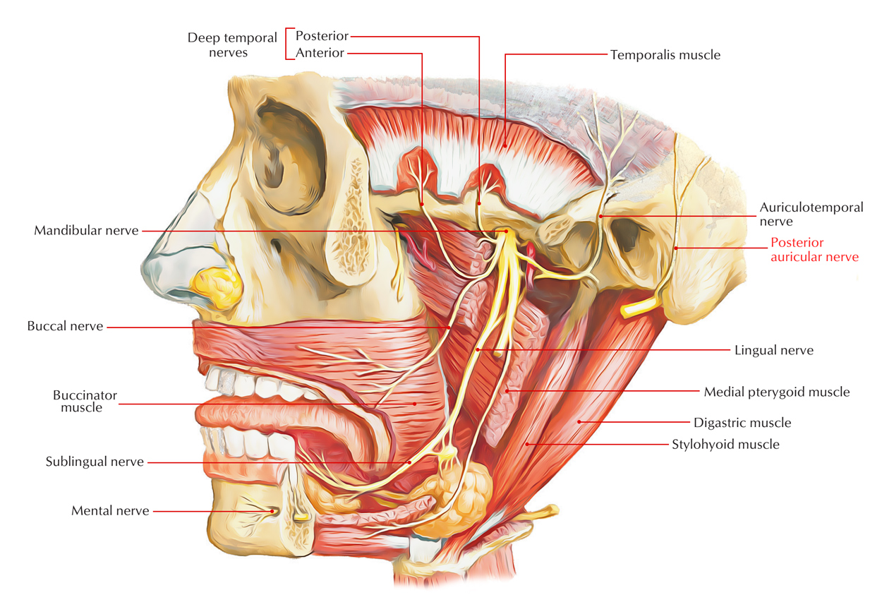 Posterior Auricular Nerve