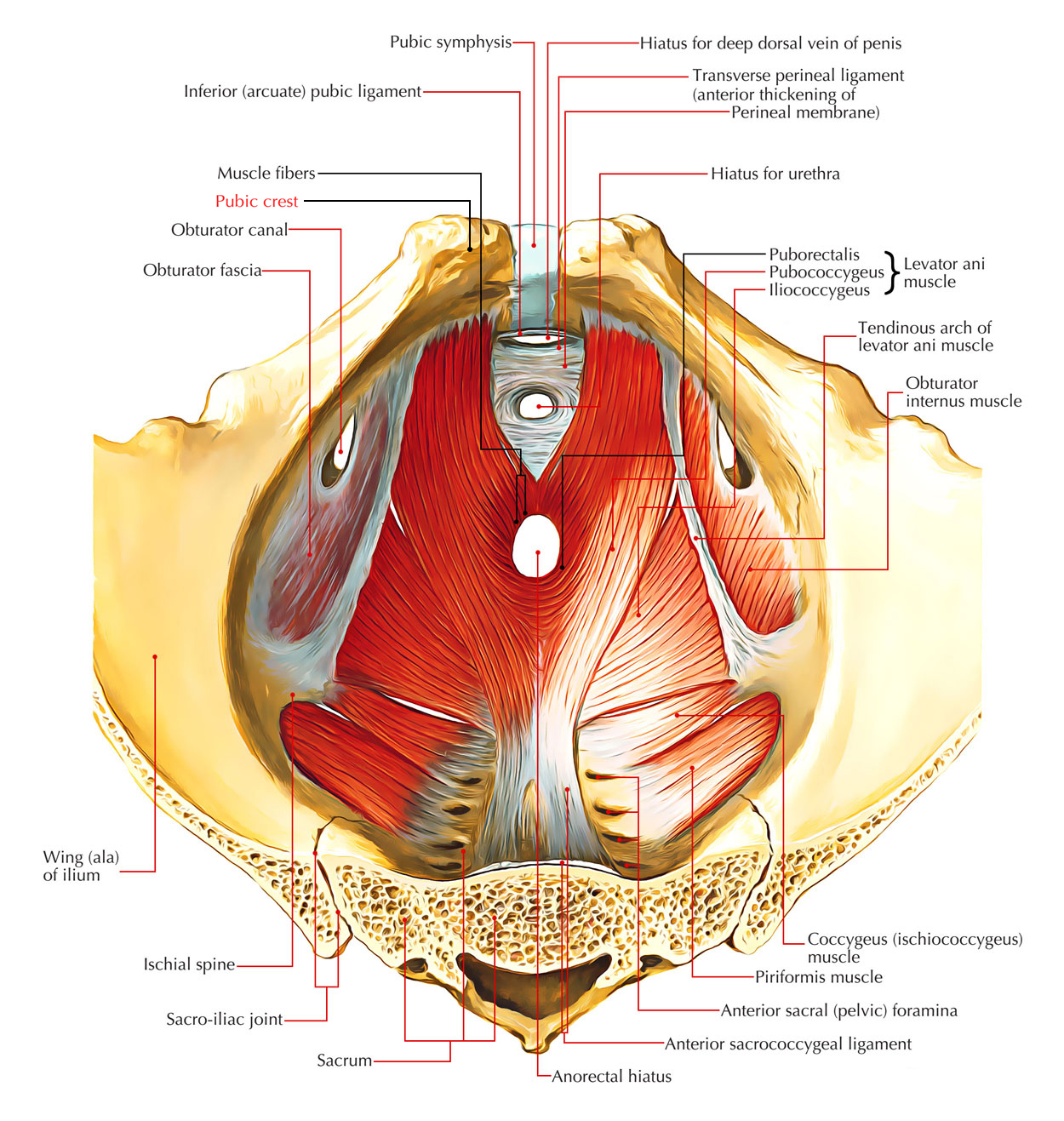 Pubic Crest