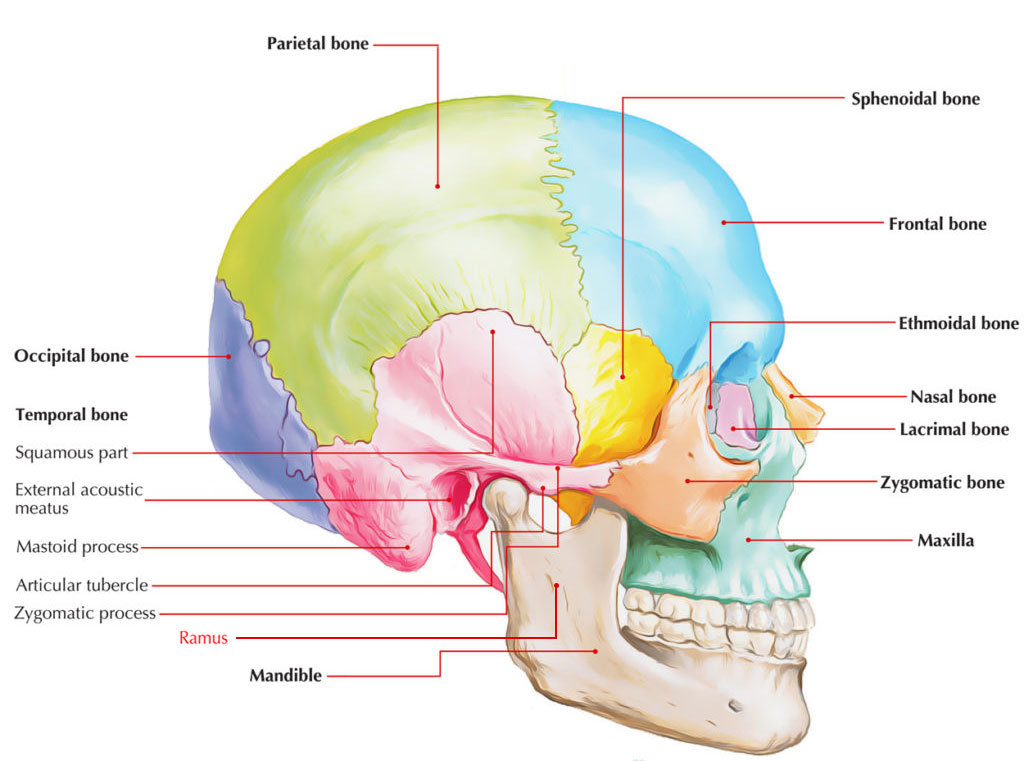 Ramus of Mandible