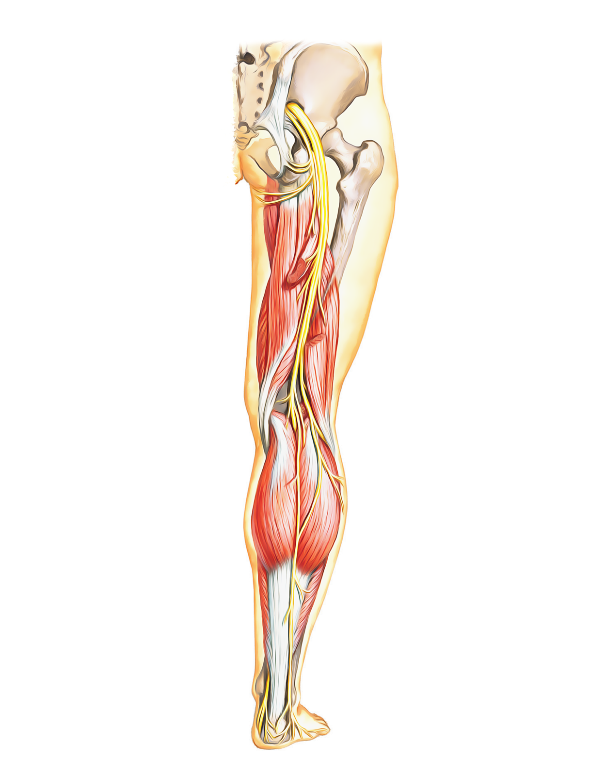sciatic nerve anatomy