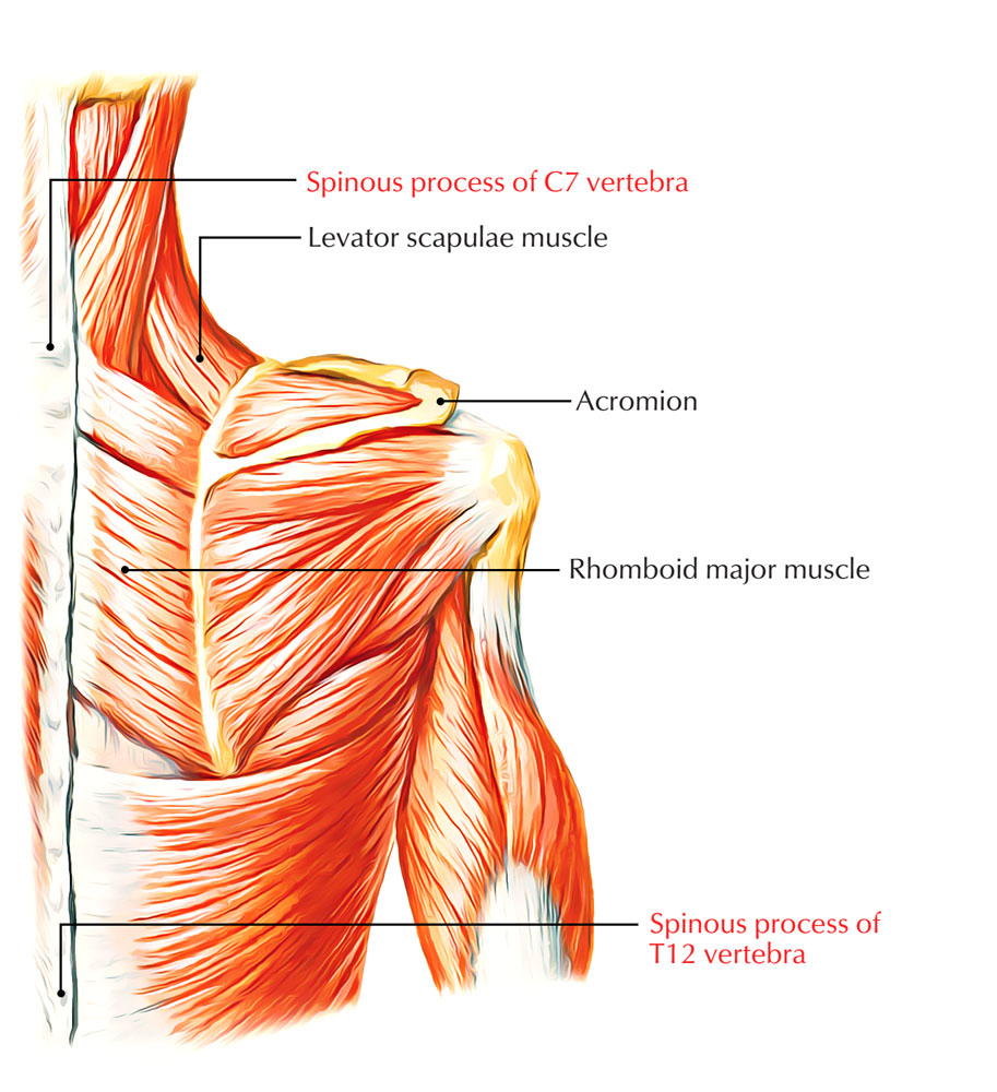 Spinous Process