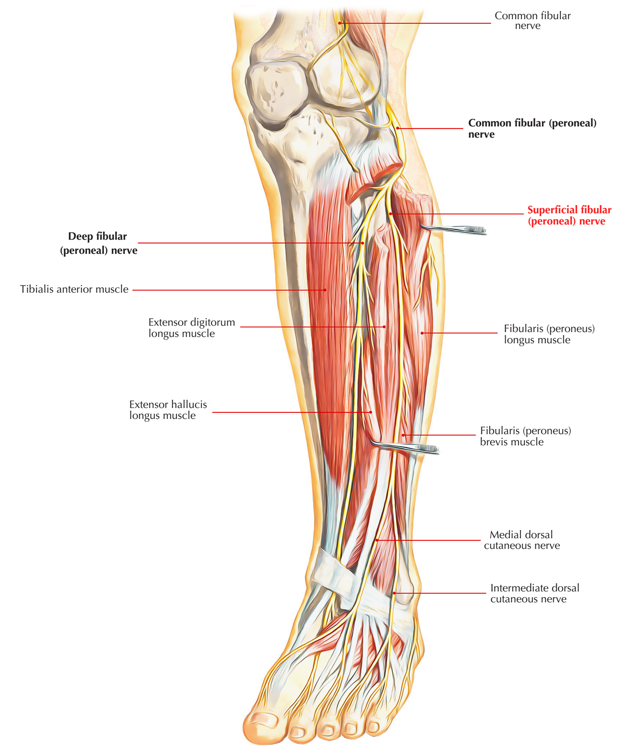 Superficial Peroneal Nerve