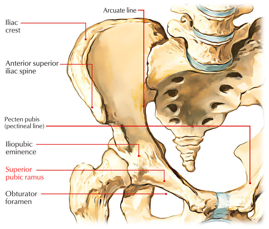 Superior Pubic Ramus