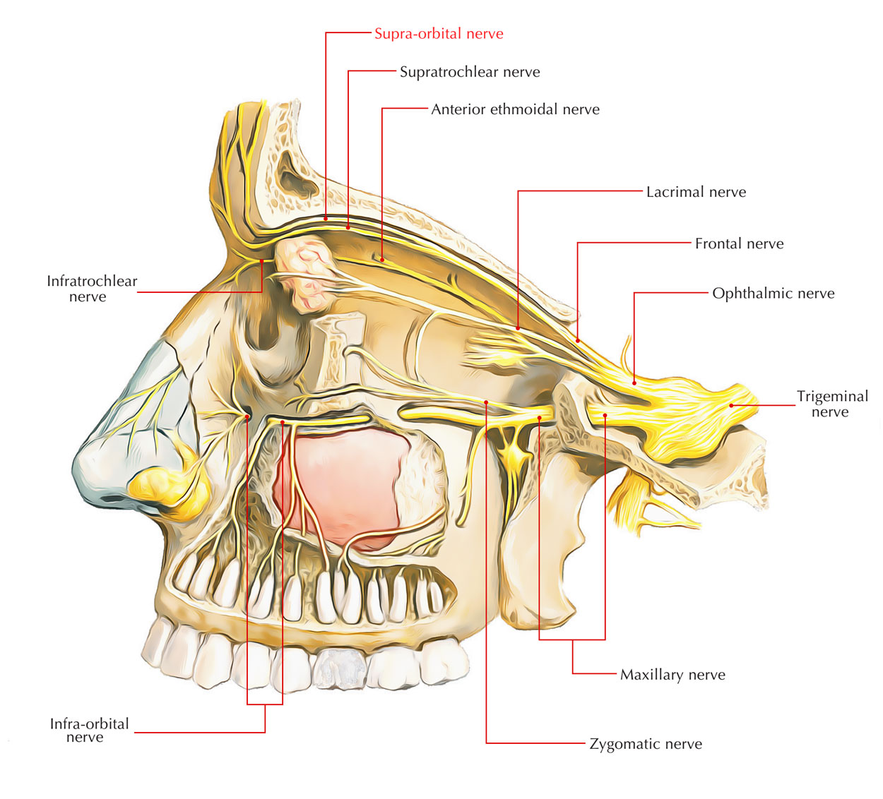 Supra-Orbital Nerve