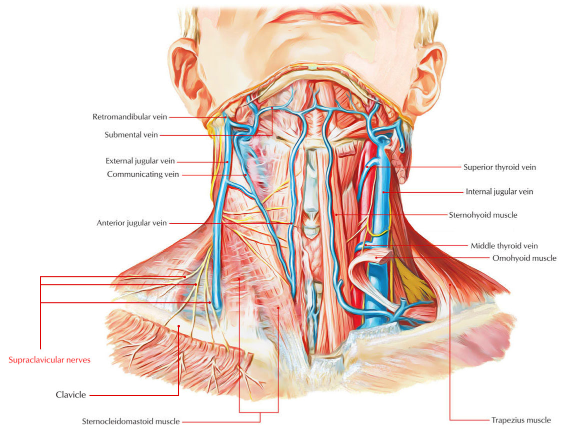 Supraclavicular Nerves