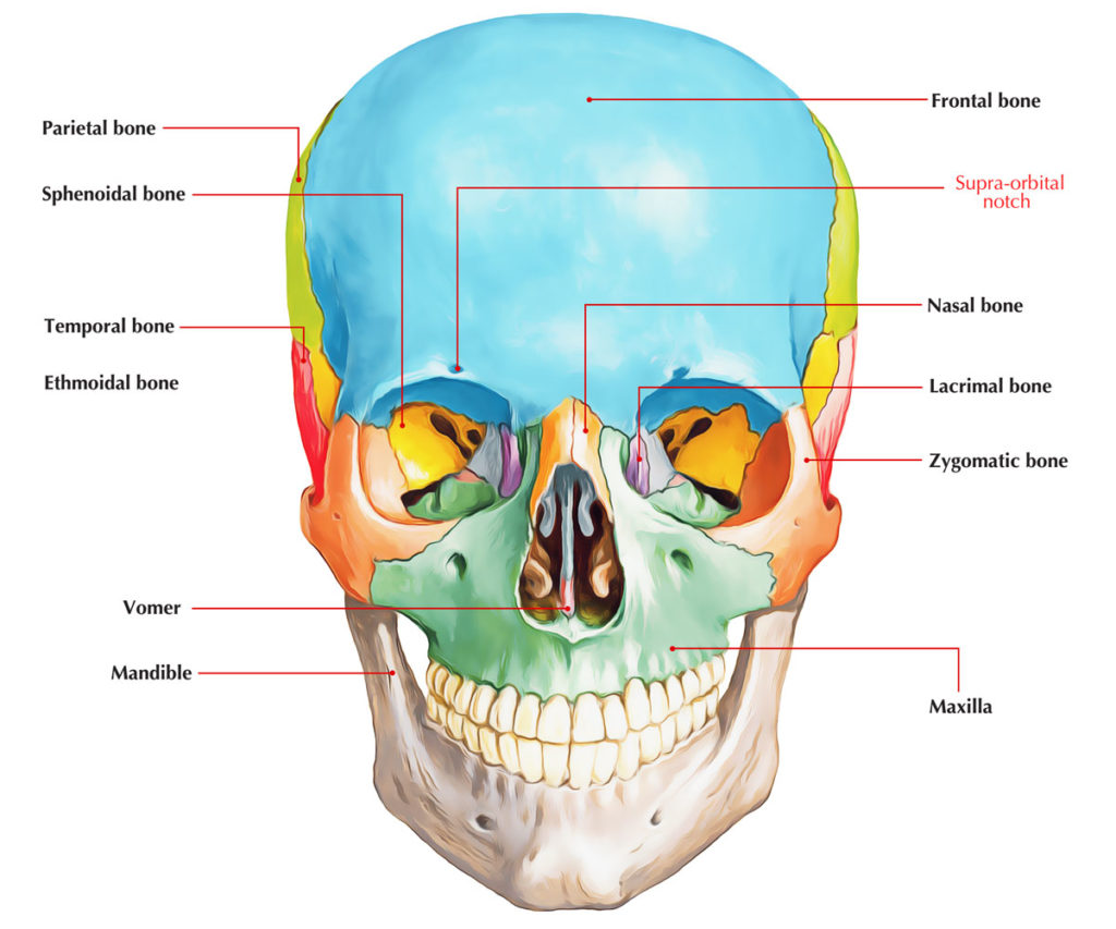 Supraorbital Notch Earth's Lab