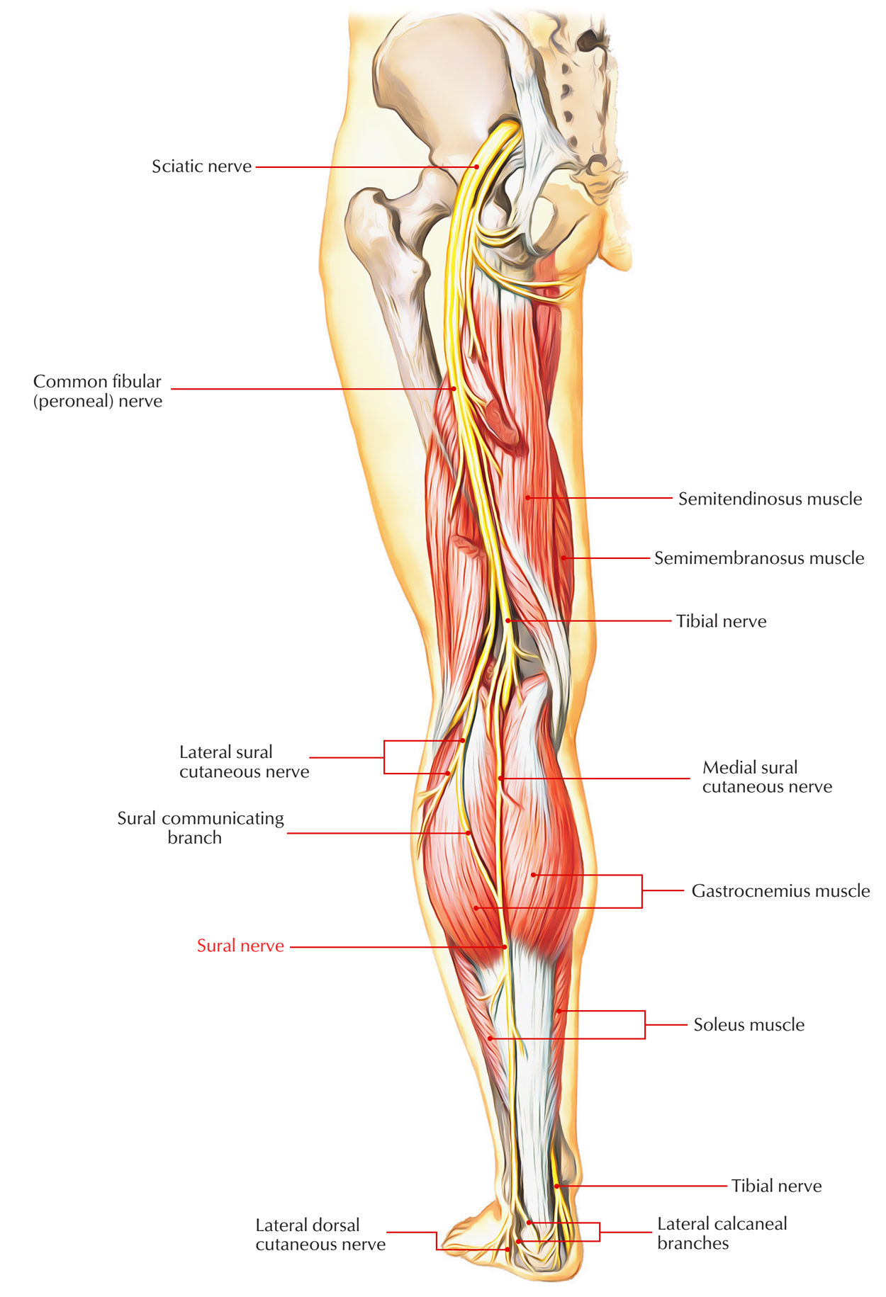 Nerves of Foot – Earth's Lab