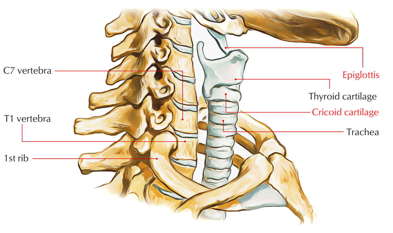Thyroid Cartilage-Epiglottis-Cricoid Cartilage 