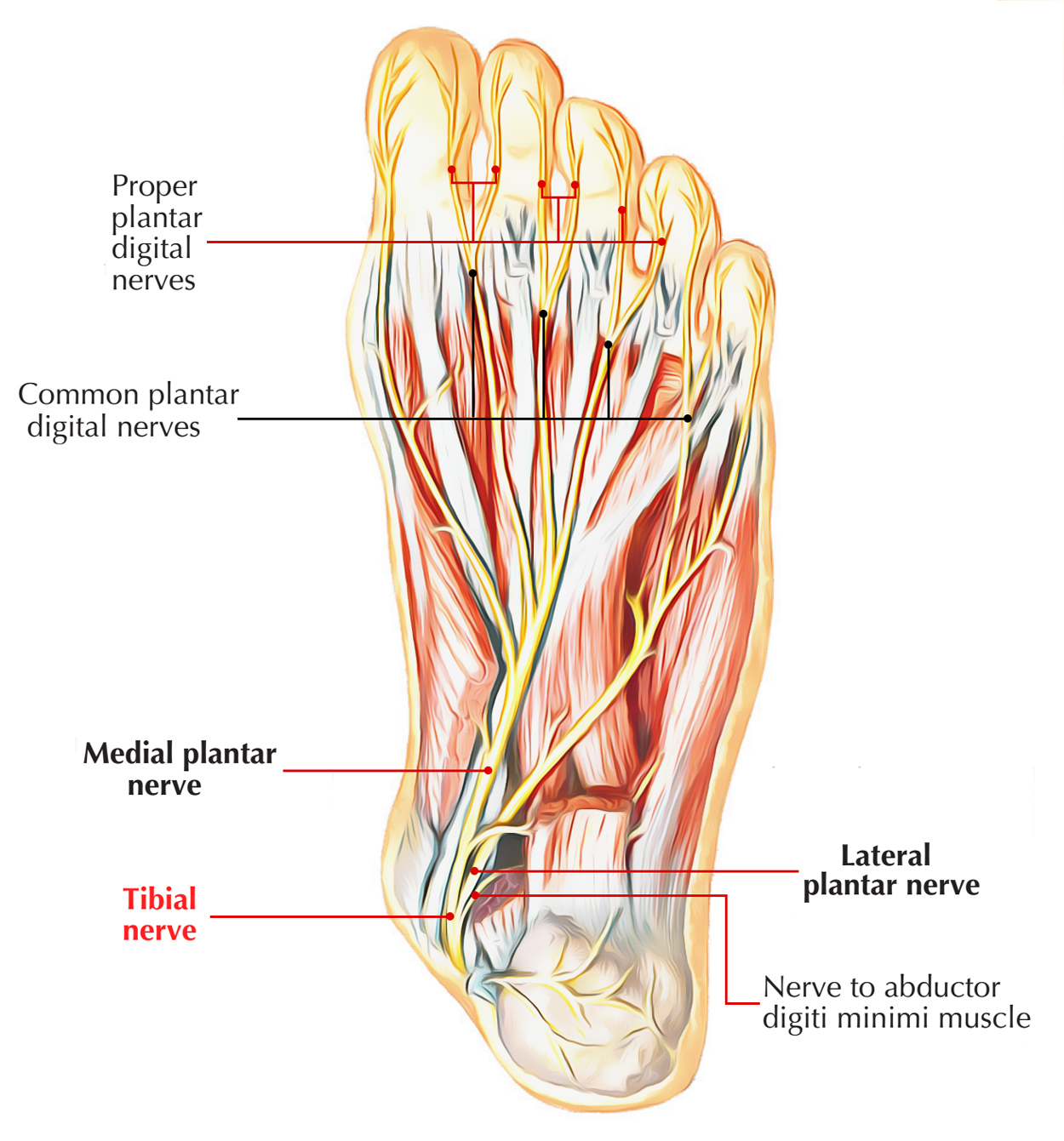 Nerves of Foot: Tibial Nerve