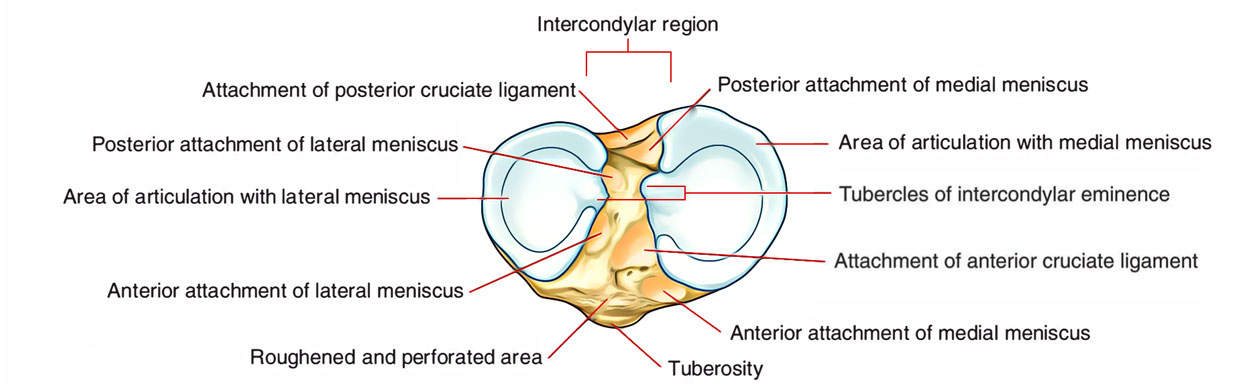 Medial tibial plateau location