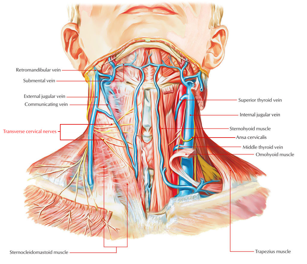 Transverse cervical nerve