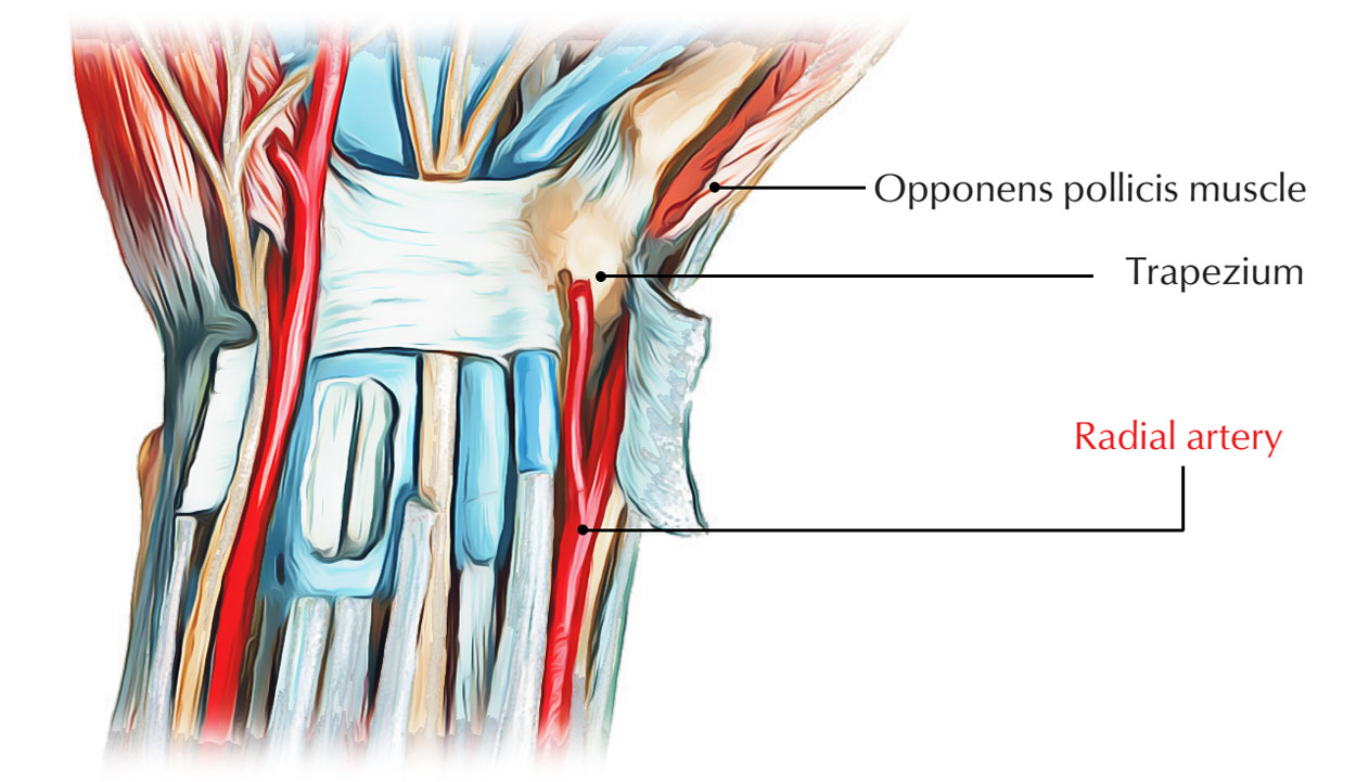 Blood Supply of Trapezium