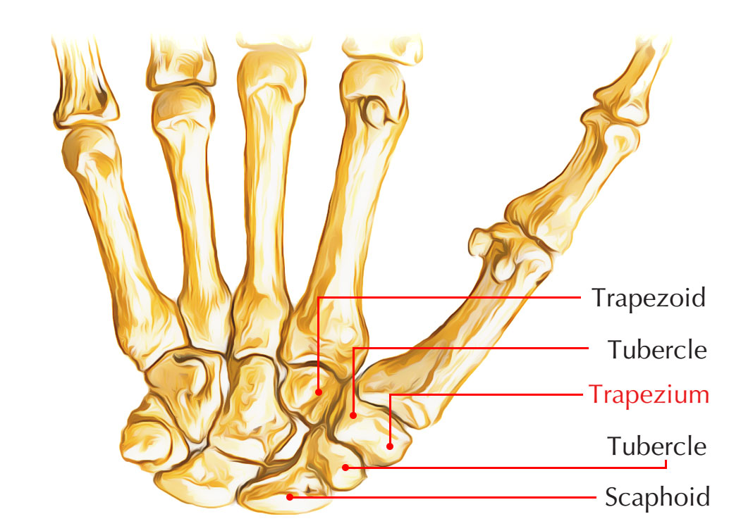 Trapezium