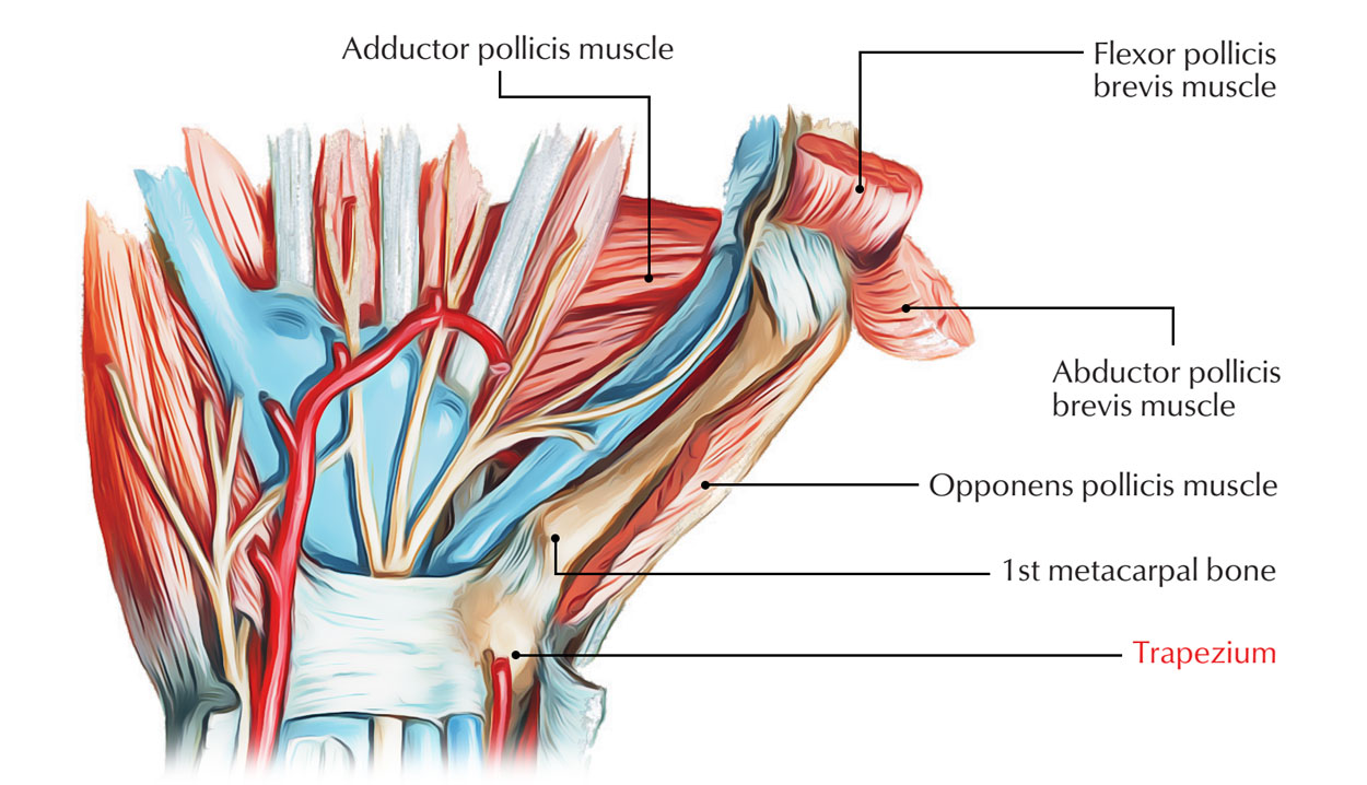 Muscles attached to Trapezium