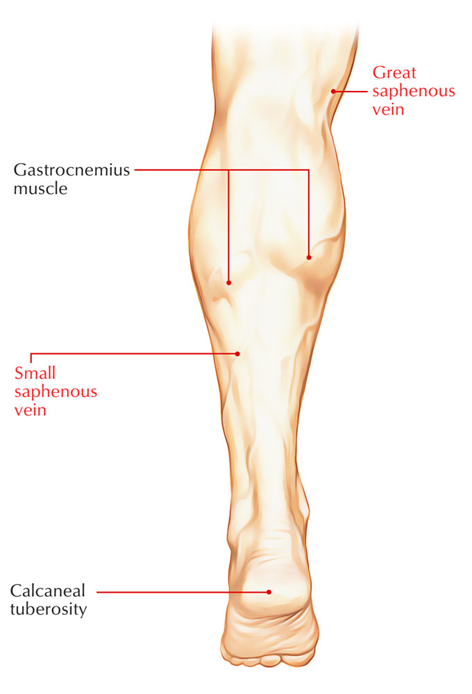 Veins of foot