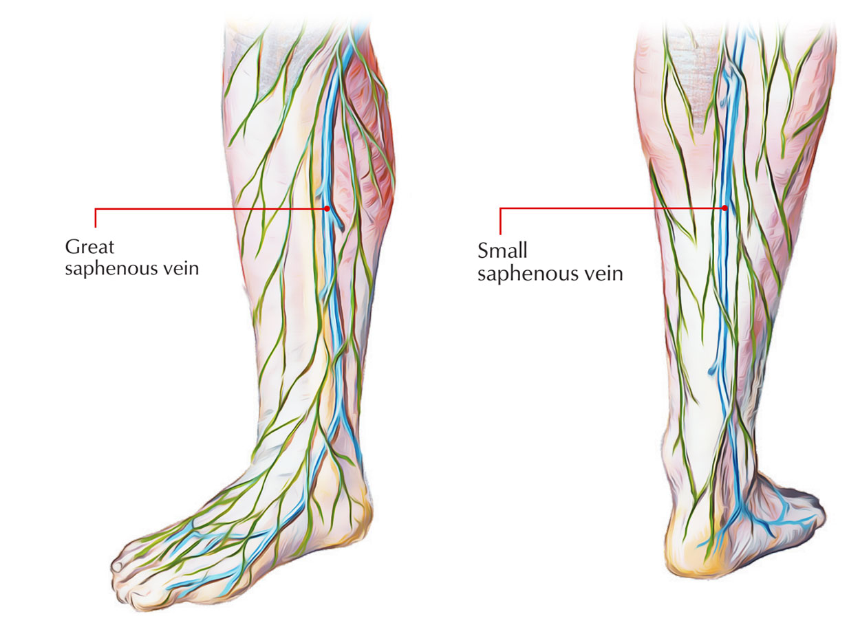 Veins of foot