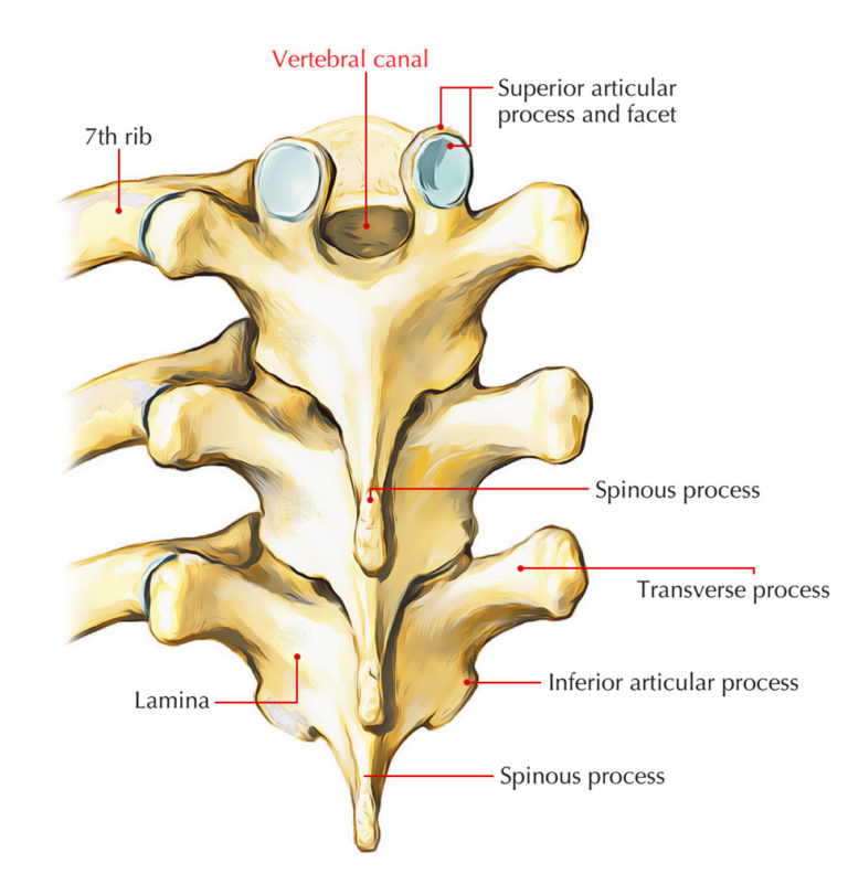 Vertebral Canal/Spinal Canal – Earth's Lab