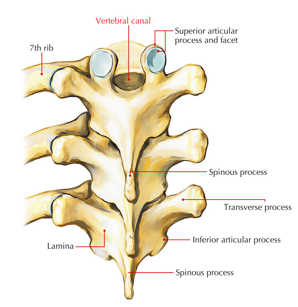 Vertebral Canal