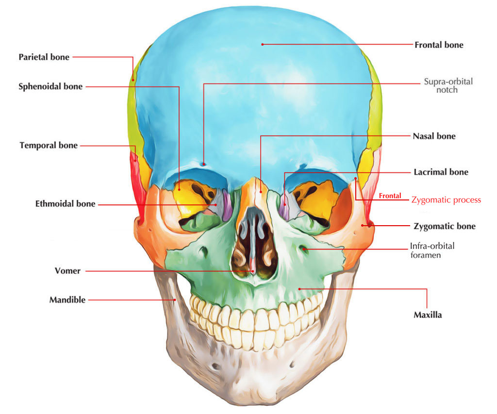 Zygomatic Process of Frontal Bone