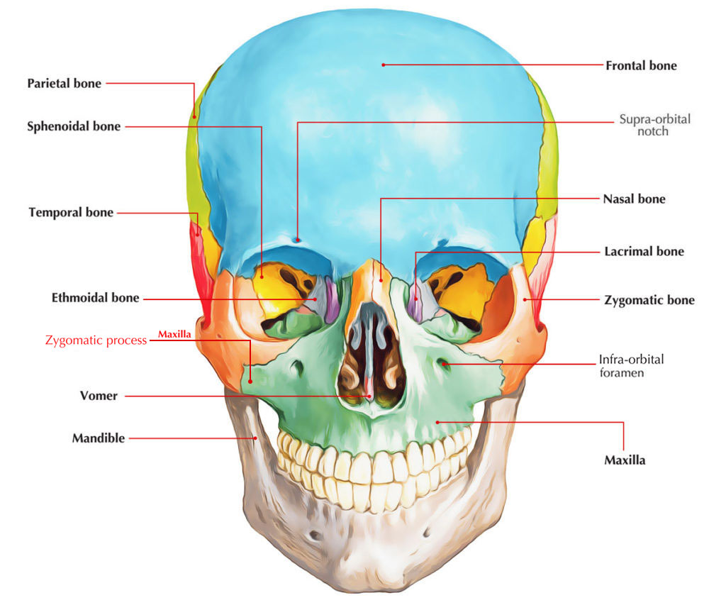 Zygomatic Process of Maxilla