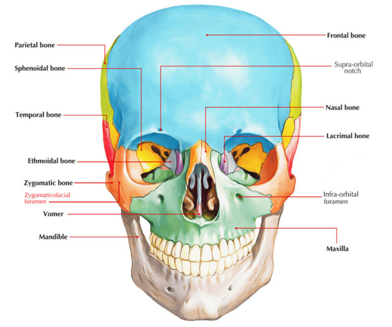 Zygomaticofacial Foramen Earth s Lab
