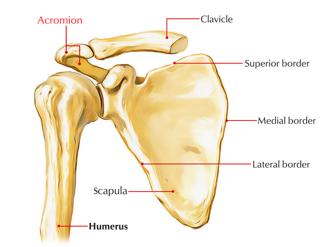 Structure of Acromion Process