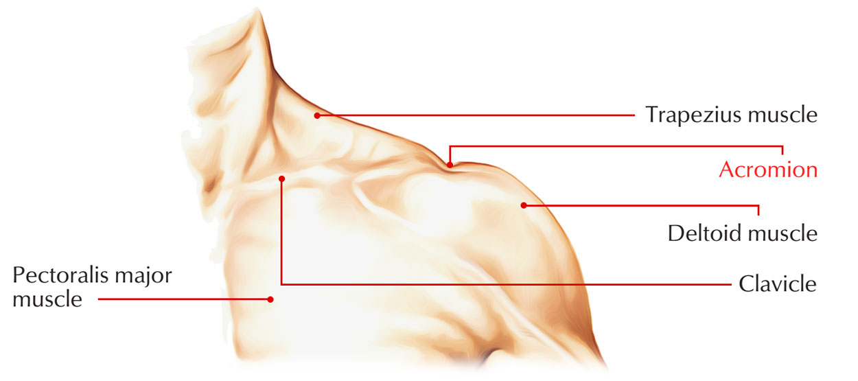 Acromion Process