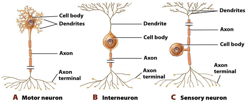 Motor, Sensory and Interneuron