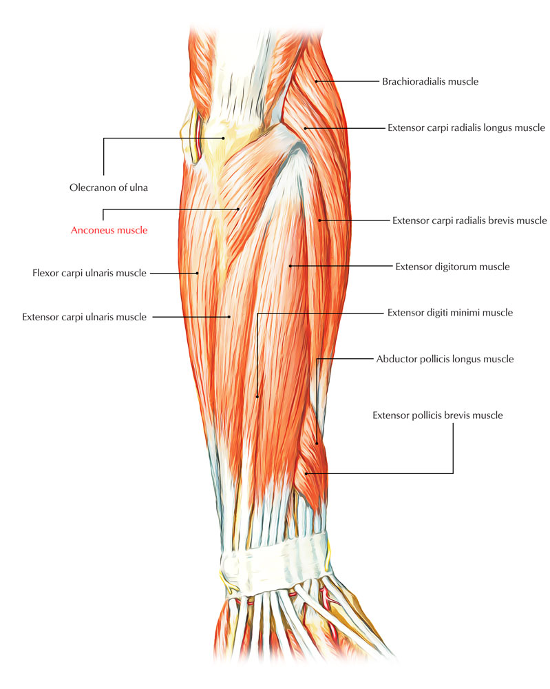 Anconeus Muscle