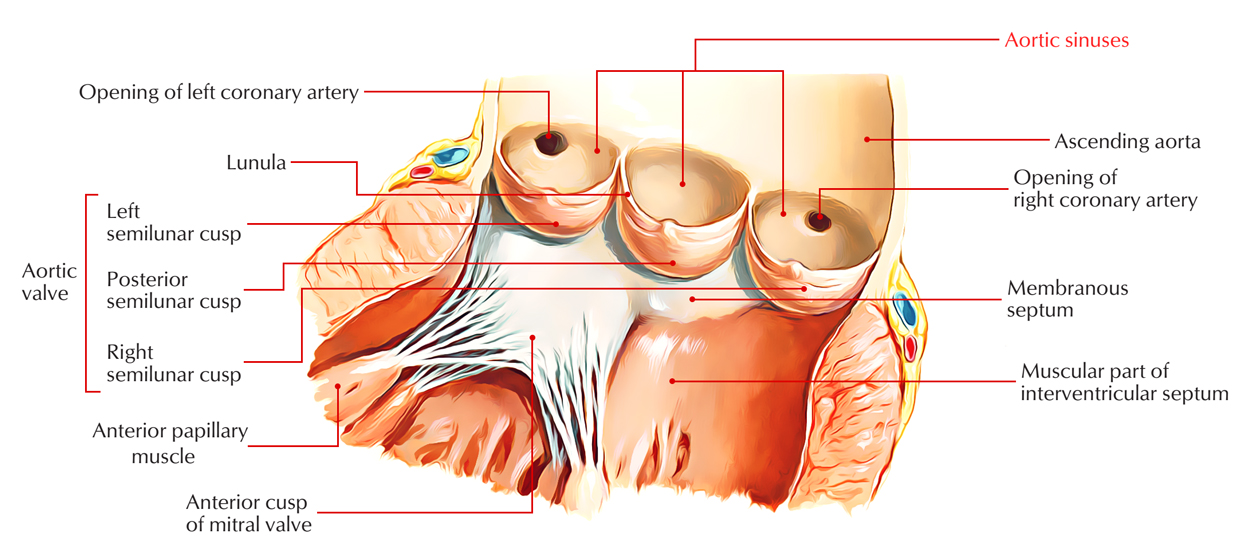 Aortic Sinuses