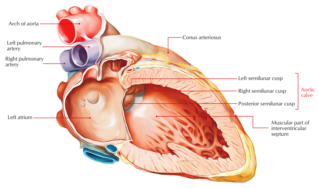 Aortic Valve Earth S Lab