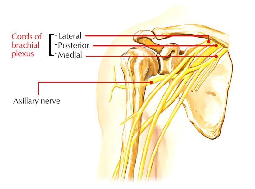 Brachial Plexus