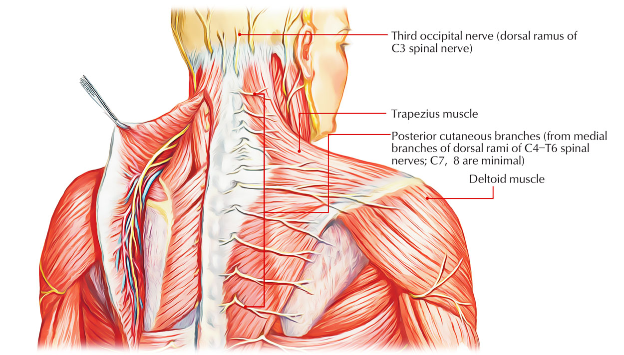 Dorsal Rami - Cervical Zone