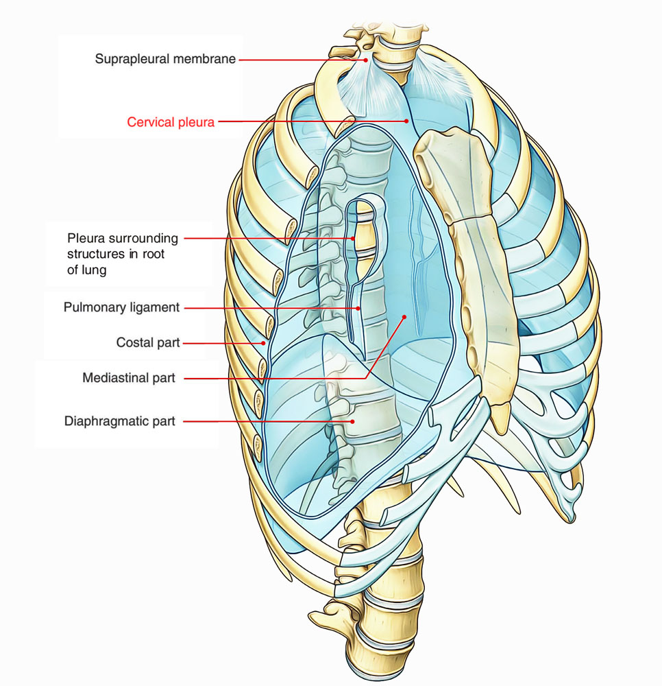 Cervical Pleura