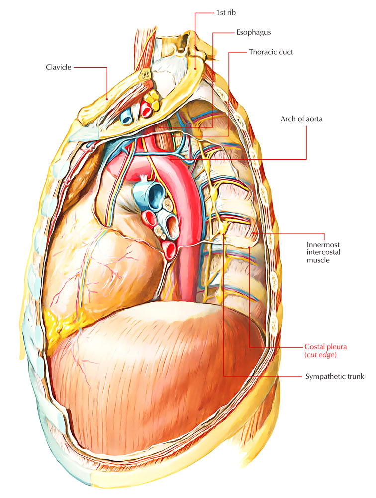 Costal Pleura