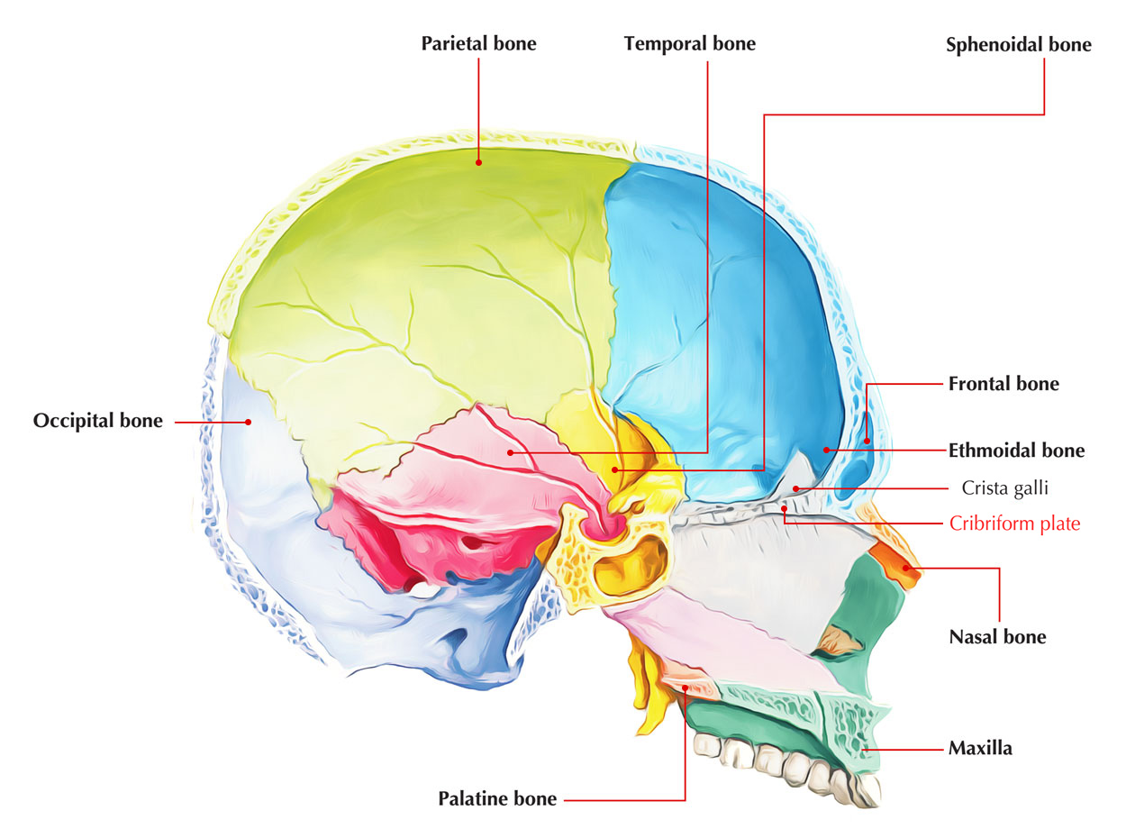 Cribriform Plate