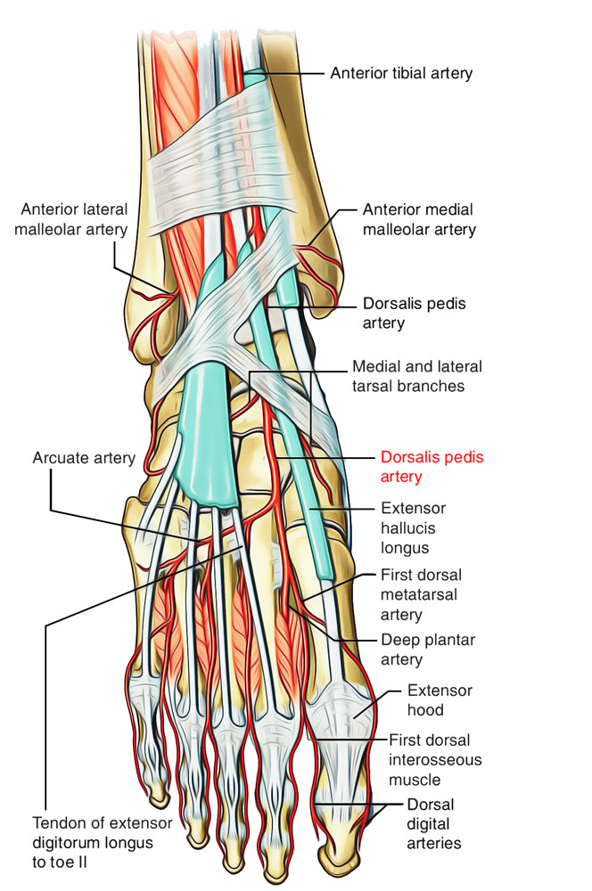 Arteries of Foot: Dorsalis Pedis Artery