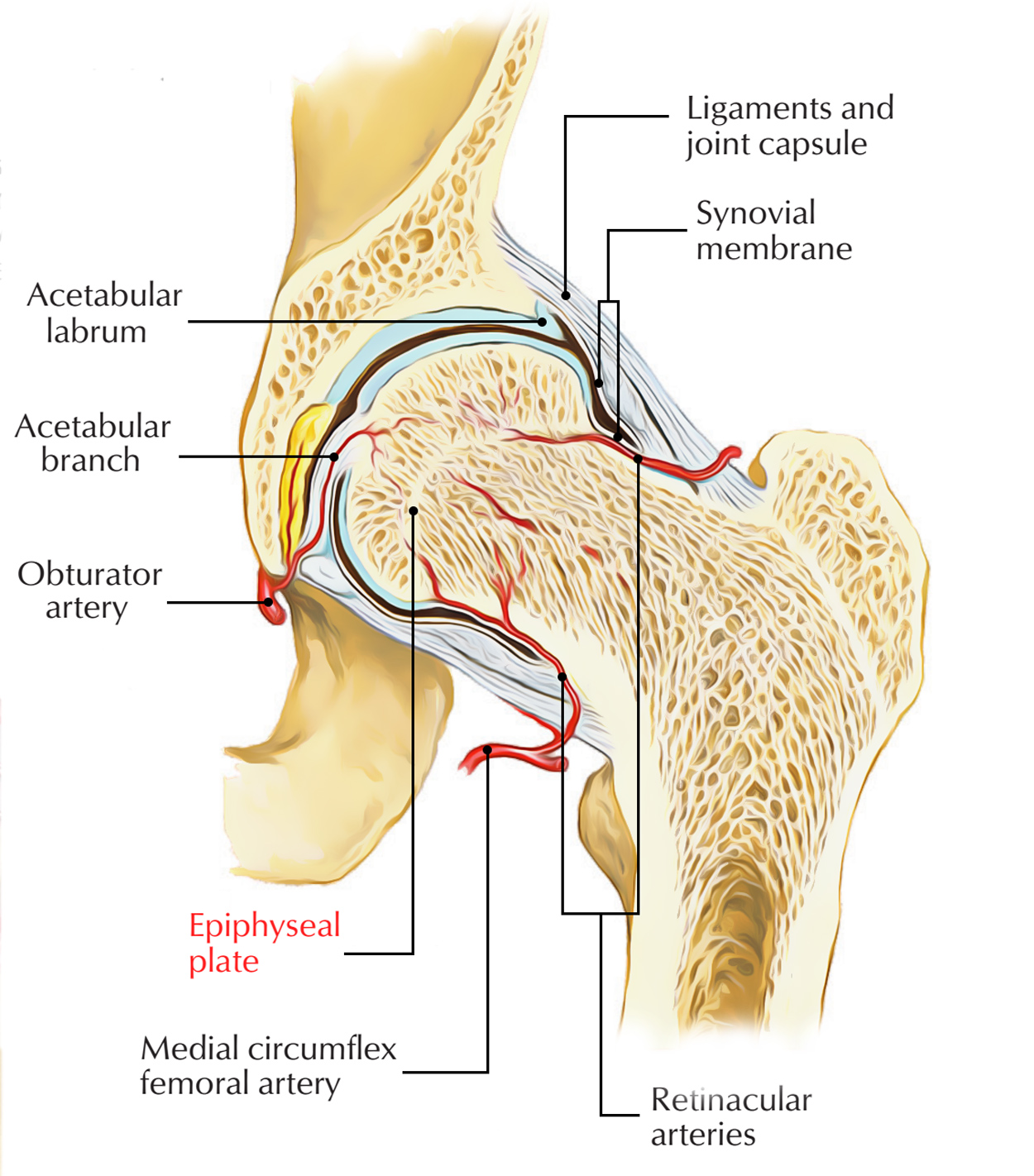 Epiphyseal Plate