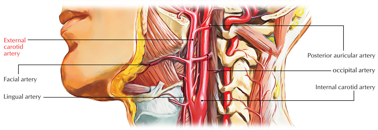 External Carotid Arteries