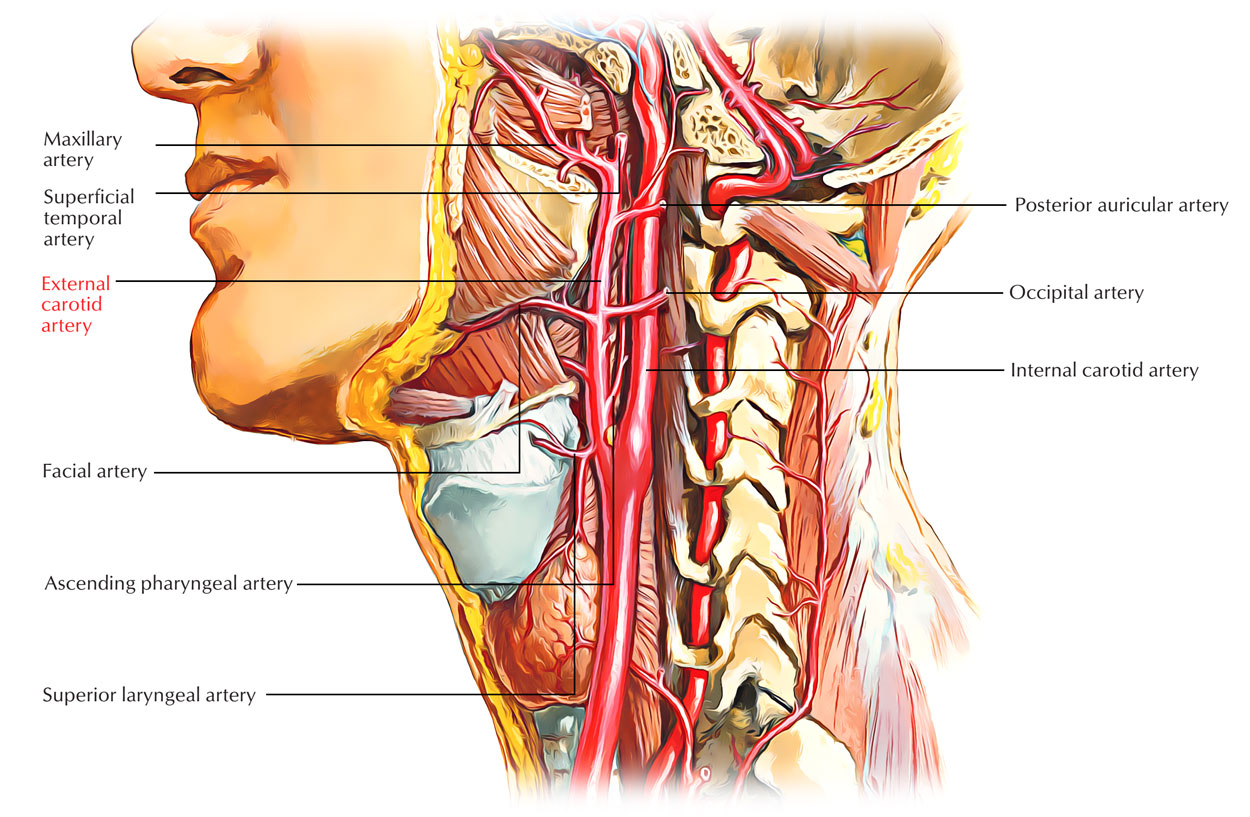 Branches of External Carotid Arteries