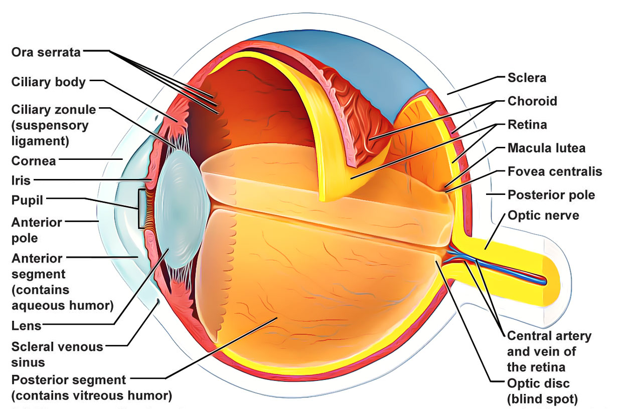 Human Eye