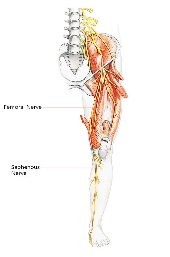 Saphenous Nerve 