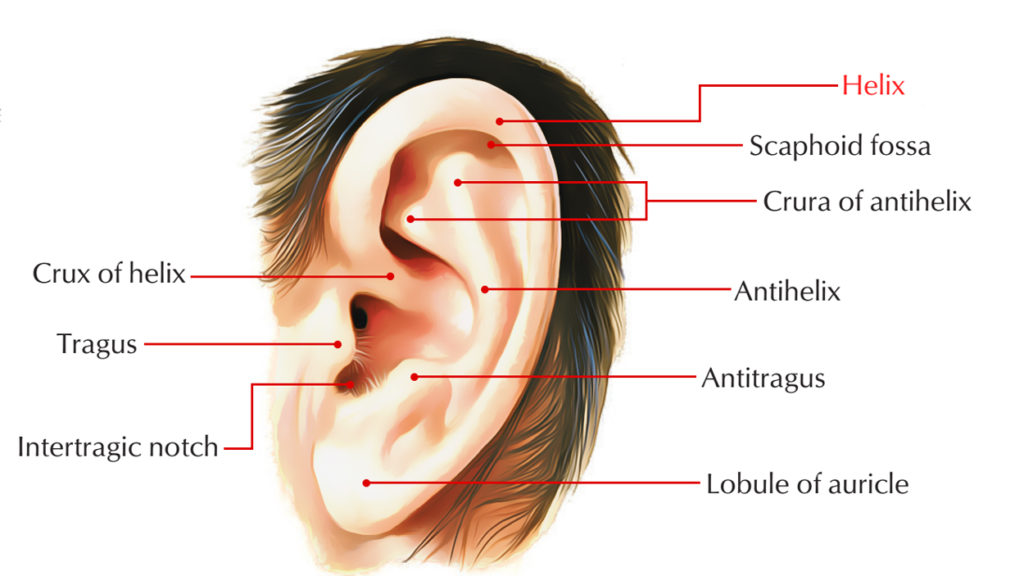 Helix of the Ear Earth's Lab