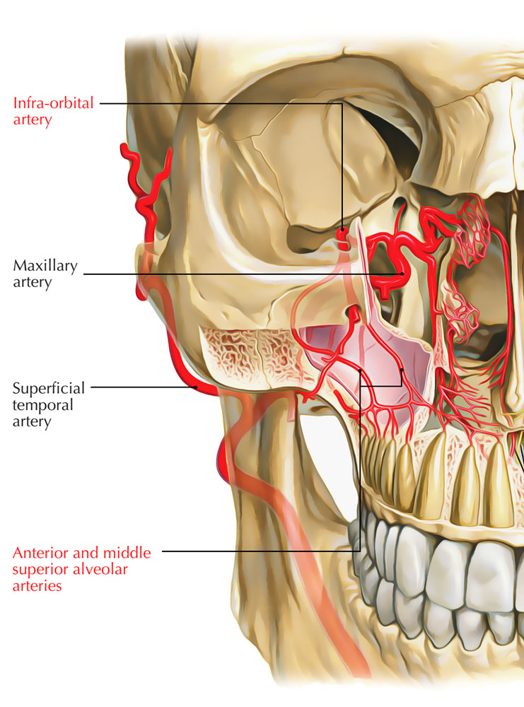 Infraorbital Artery