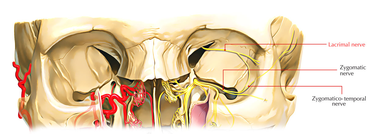 Lacrimal Nerve - Insertion