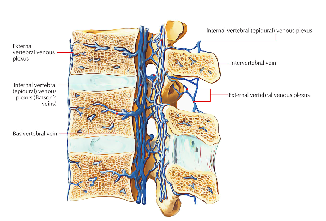 Internal and External Vertebral Venous Plexus