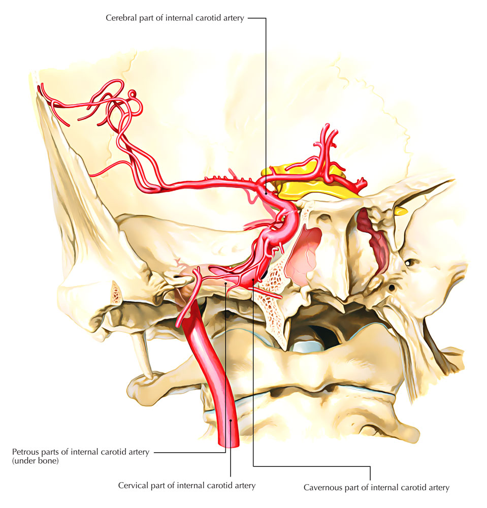 Parts of Internal Carotid Artery